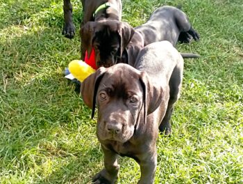 Deutsche Doggen Welpen