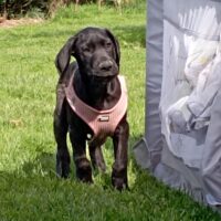 Deutsche Doggen Welpen