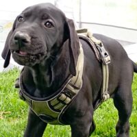 Deutsche Doggen Welpen