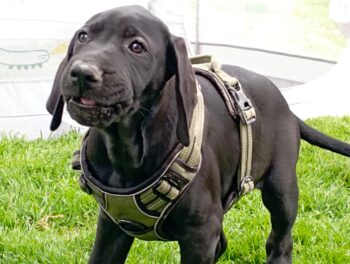 Deutsche Doggen Welpen