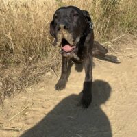 Doggenjunge sucht seinen Endplatz