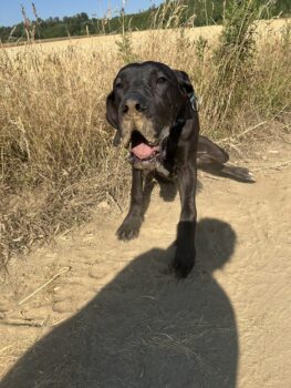 Doggenjunge sucht seinen Endplatz