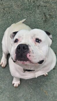 Coco sucht dringend ein Zuhause!