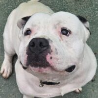 Coco sucht dringend ein Zuhause!
