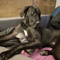 Deutsche Dogge wegen Trennung abzugeben
