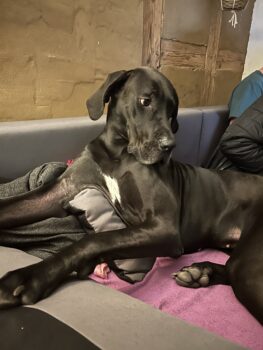 Deutsche Dogge wegen Trennung abzugeben