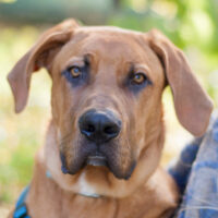 Cadillac, Ridgeback-Doggen-Mix