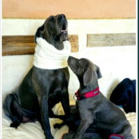 Deutsche Dogge Heidi