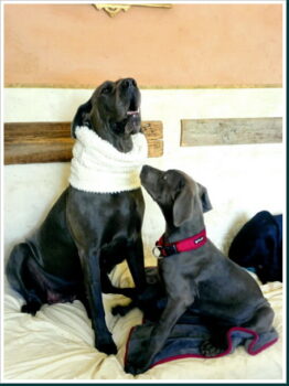 Deutsche Dogge Heidi