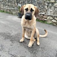 Lara, Mastin-Mix-Hündin, 3 Jahre, 70 cm, sehr lieber Charakter