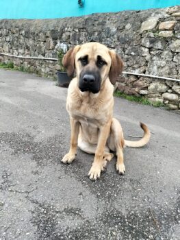 Lara, Mastin-Mix-Hündin, 3 Jahre, 70 cm, sehr lieber Charakter