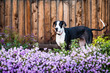Great dane dog standing in flowering purple lantana.