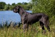le dogue allemand est le plus grand des chiens