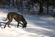 Deutsche Dogge auf verschneitem Feld schnüffelnd