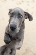 funny image of a great Dane puppy