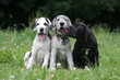 trois chiots dogue allemand