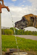 Thirsty dog drinking from red hand pump